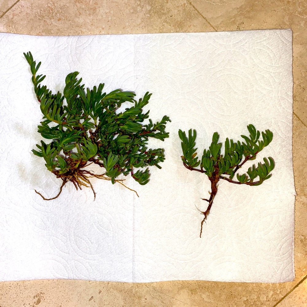 Rooted Ice Plant Starts